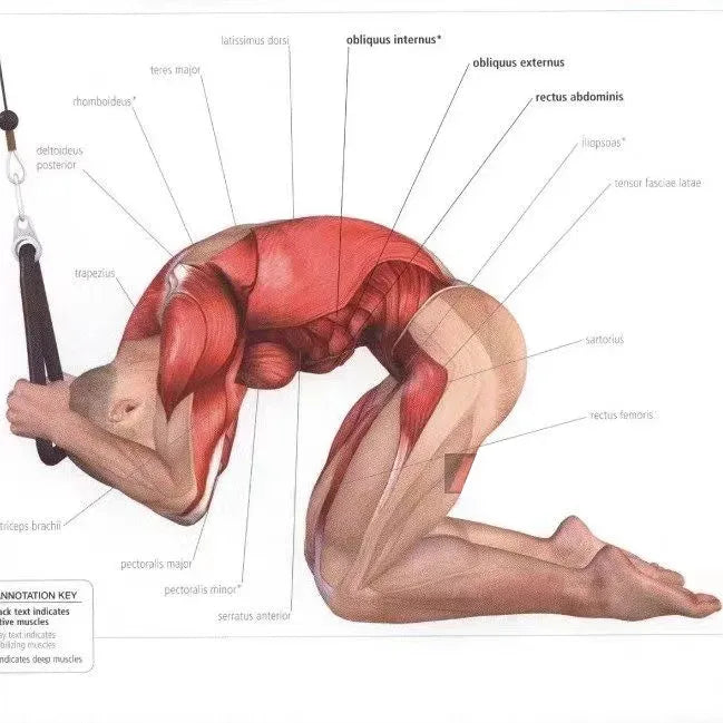 Triceps Lowering Rope Face Pull Handles Push Pull Down Cord For Biceps Back Shoulder Triceps Fitness Tension Rope Gym Accessory - Zen Fit Plus